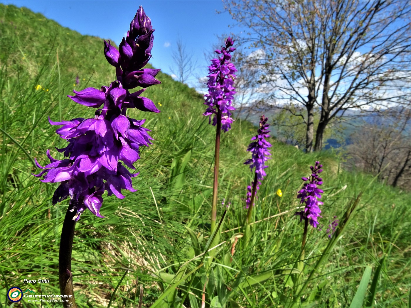 25 Belle orchidee di Orchis mascula.JPG